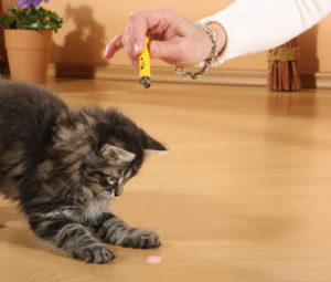 kedi oyuncakları