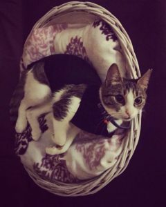 ameliyat sonrası kedi
