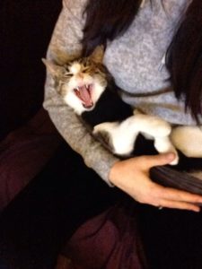 ameliyat sonrası kedi bakımı