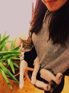 ameliyat sonrası kedi bakımı
