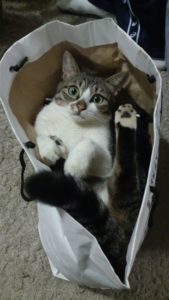 kedi-bakimi