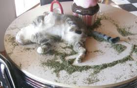 kedi bakimi