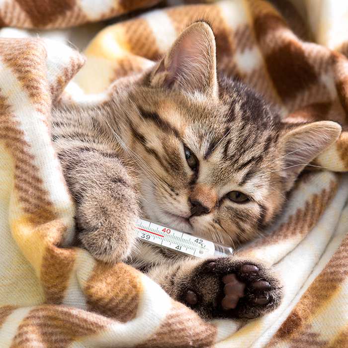 Ameliyat Sonrası Kedi - Suzi'nin Tedavi Süreci