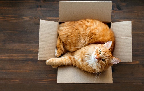 Kedi Sahiplendirme Sırasında Nelere Dikkat Etmeliyiz?