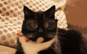 kedi sahiplendirme