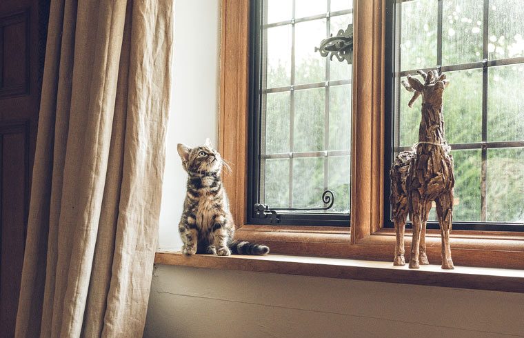Yetişkin Kedi Sahiplenmek - Bana Alışır Mı?