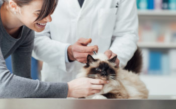yavru kedi aşı fiyatları