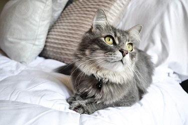 Kedi Şampuanı Nasıl Seçilir? En İyi Kedi Şampuanı