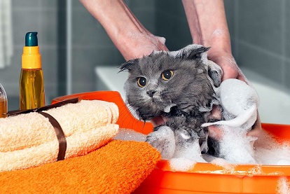 Kedi Yıkamak Zararlı Mıdır? Kedi Nasıl Yıkanır?