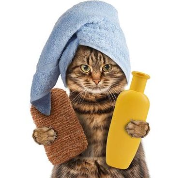 en iyi kedi şampuanı
