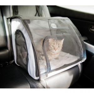 kedi ile otobüs yolculuğu