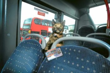 Kedi İle Otobüs Yolculuğu - Şehirler Arası Kedi Taşıma