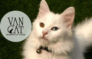 Vancat Kedi Kumu Yorum - İnceleme