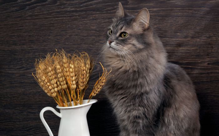 Tahılsız Kedi Mamaları Sağlıklı Mı? Tahıllı Vs. Tahılsız