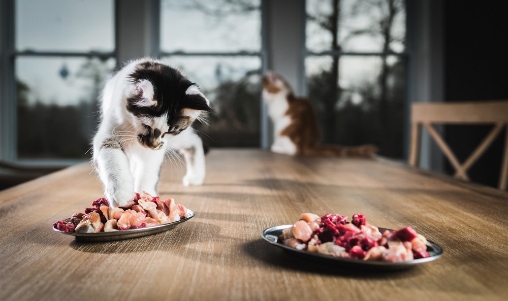 Kedilerde Çiğ Beslenme - Çiğ Kedi Maması Nasıl Hazırlanır?