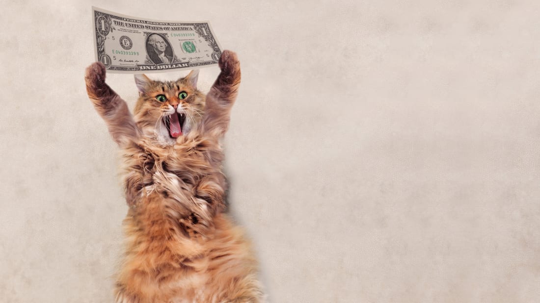 Veteriner Muayene Ücretleri – Kedi Aşı Fiyatları 2021