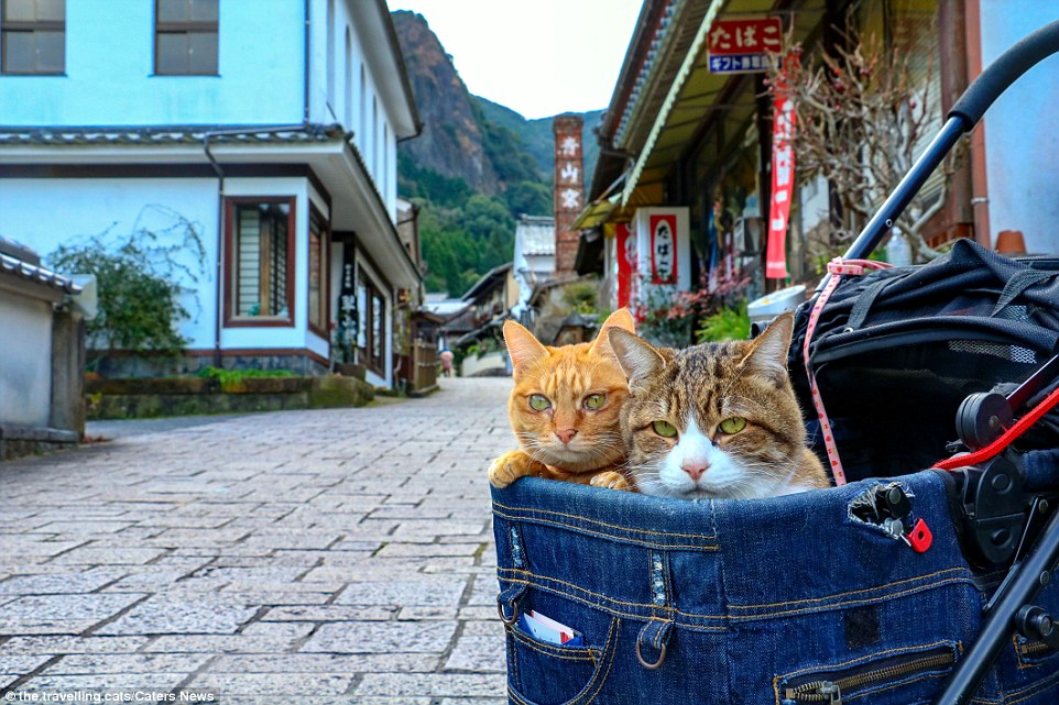 Kedi İle Yurt Dışına Çıkmak - Kuduz Titrasyon Testi 2022