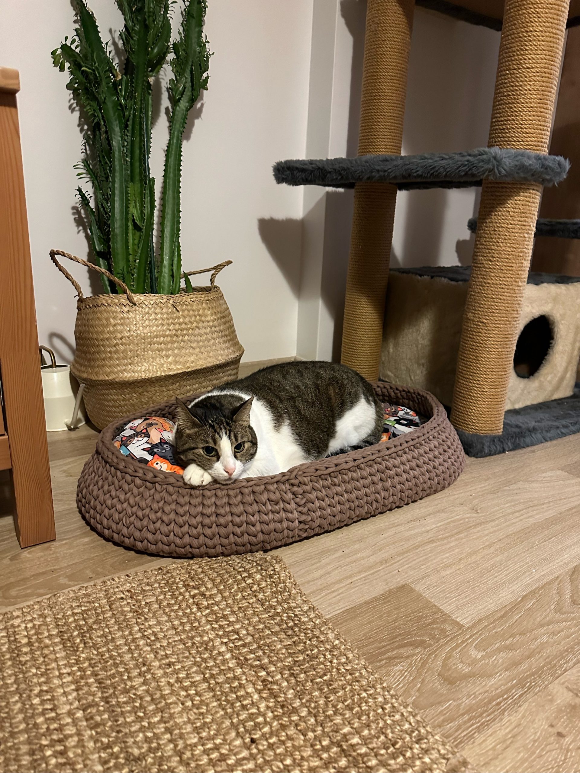 Kedi Sahiplenmeden Önce Alınması Gereken Eşyalar Nelerdir?