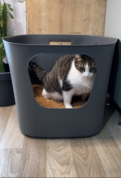 Kedi İle Araba Yolculuğu - Dikkat Edilmesi Gerekenler