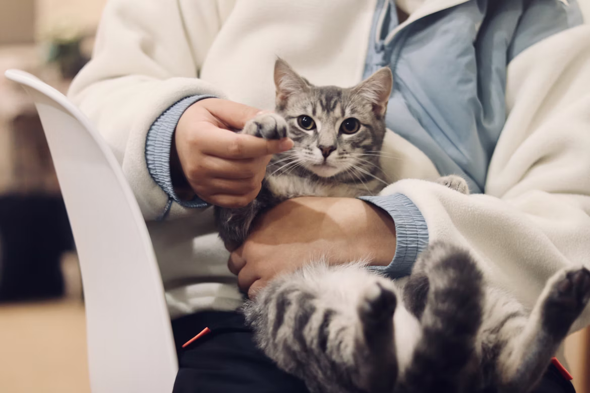 2026 Veteriner Ücretleri-Aşı, Kısırlaştırma, Check-up Fiyatları