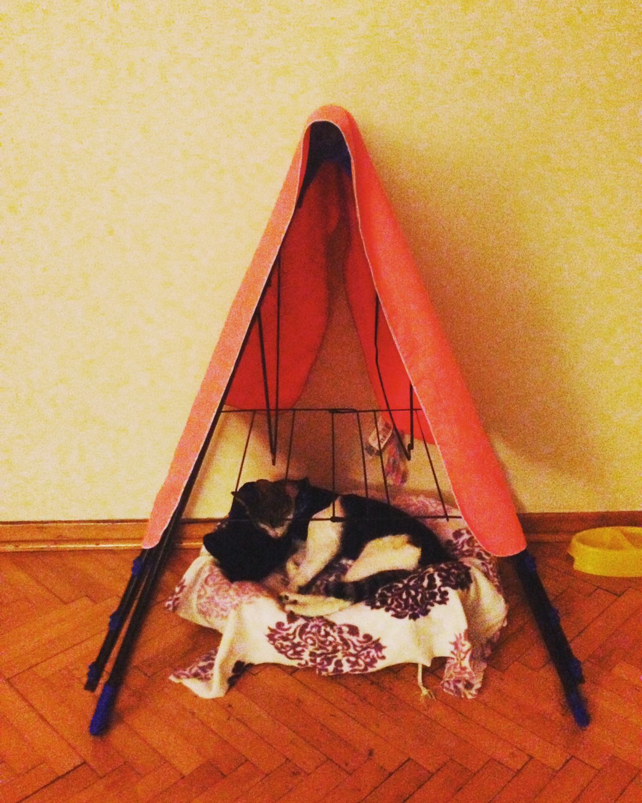 Kısırlaştırma sonrası Suzi’nin Yatağı