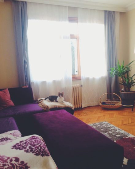 Suzi’nin Kısırlaştırma Hikayesi