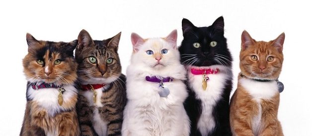 Cins Kedi Mi, Sokak Kedisi Mi? Hangisini Almalıyım?