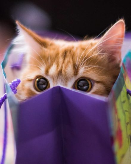 En Ucuz Kedi Malzemeleri ! Aliexpress