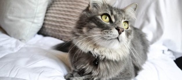 Kedi Şampuanı Nasıl Seçilir? En İyi Kedi Şampuanı