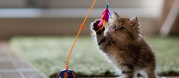 En Ucuz Kedi Oyuncakları –  Kedi Malzemeleri