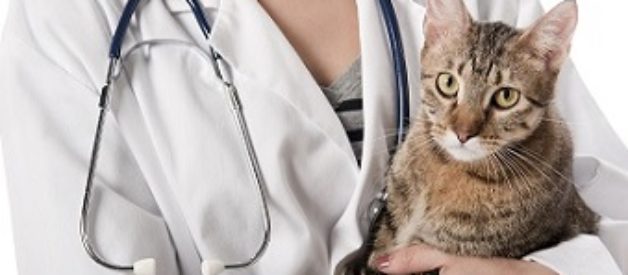 Veteriner Masrafları – Kedi İçin Ortalama Veteriner Ücretleri