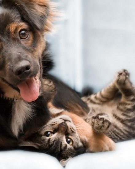 Evde Kedi Köpek Beslemek – Yasal Haklarımız
