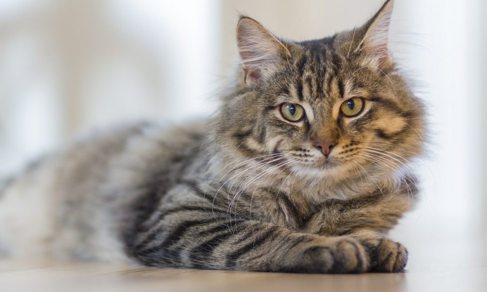 Veteriner Muayene Ücretleri – Kedi Aşı Fiyatları 2019