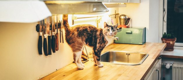 Çiğ Kedi Maması Tarifi – Evde Çiğ Kedi Maması Hazırlamak