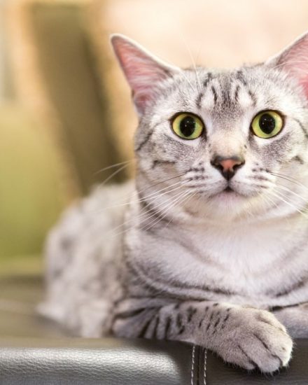 Kedilerde Çiğ Beslenme Takviyeler – Supplementler