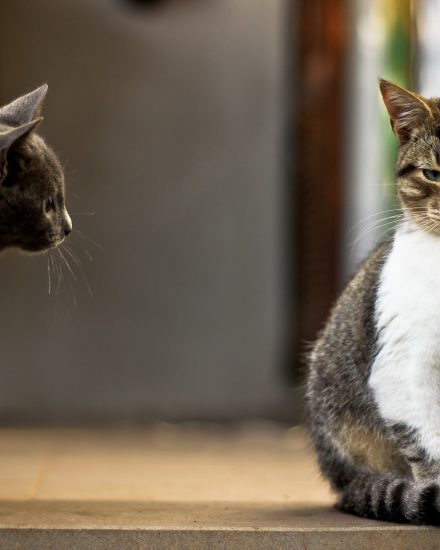 Kedileri Birbirine Alıştırmak – Kediler Nasıl Tanıştırılır?
