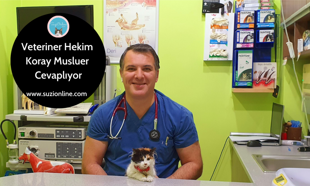 Kediler Ne Zaman Kısırlaştırılmalı? Kedi Kısırlaştırma Yaşı