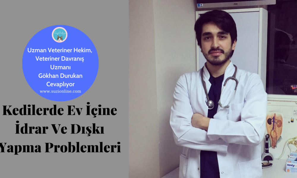 Kedilerde Ev İçine İdrar Ve Dışkı Yapma Problemleri