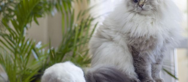 Kedi Malt Macunu İncelemeleri – En İyi Kedi Maltı