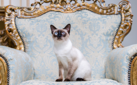 Kedi Filesi - Kedi Sinekliği Nasıl Yapılır? | suzionline
