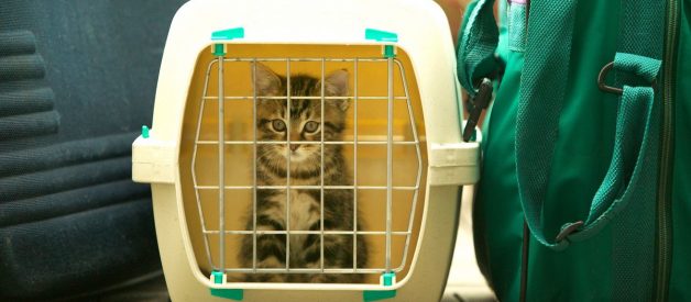 Kedi Taşıma Çantası İnceleme – En İyi Kedi Taşıma Kabı