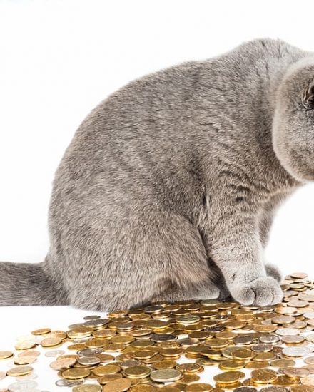 Kedi Aşı Fiyatları 2022 – Veteriner Muayene Ücretleri