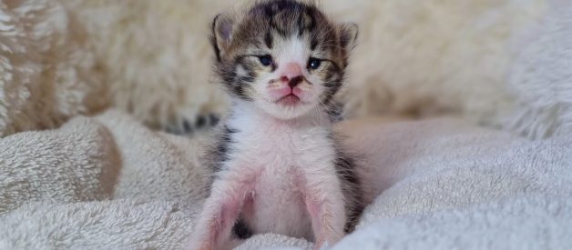 En İyi Yavru Kedi Süt Tozu Hangisi? Bebek Kedi Maması