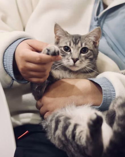 2026 Veteriner Ücretleri-Aşı, Kısırlaştırma, Check-up Fiyatları